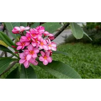 Common Plumeria Plant