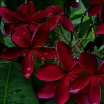 Organic Plumeria  Plant