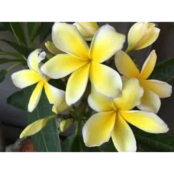 Plumeria Flower Plants