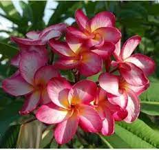 Plumeria  Plant