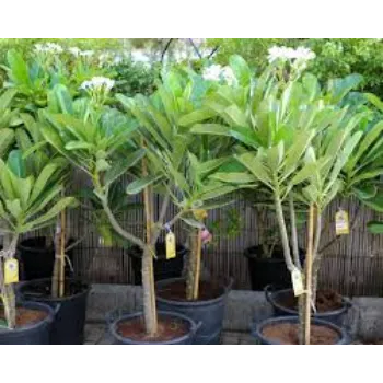 Natural Plumeria Plant