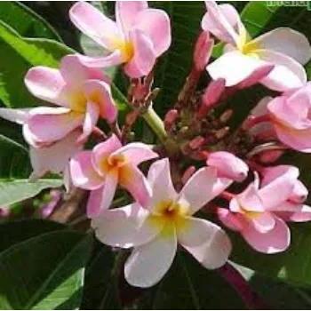 Natural Plumeria  Plant