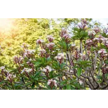 Organic Plumeria  Plant
