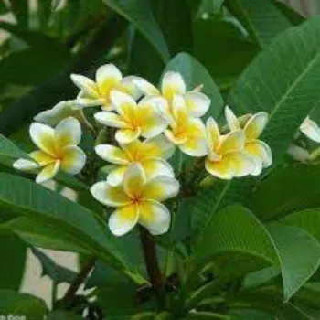 Organic Plumeria Plant