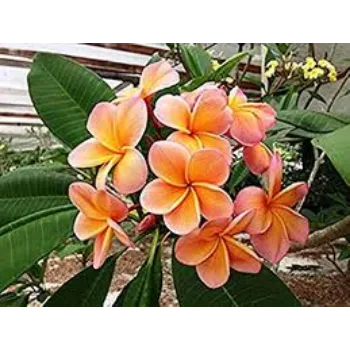 Organic Plumeria Plants