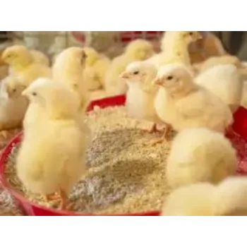 Poultry Feed