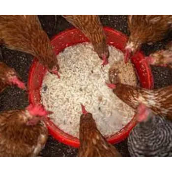 Organic Poultry Feed