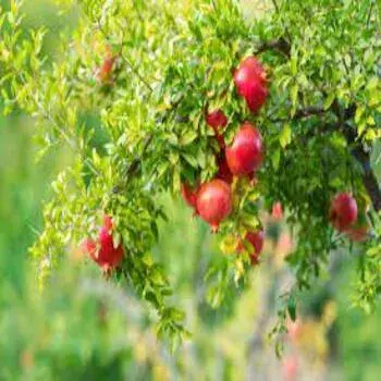 Pomegranante Plant Tree