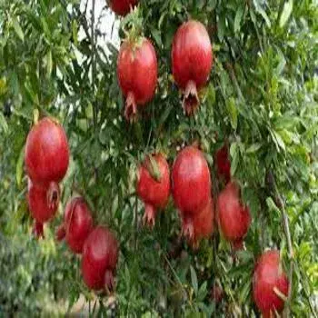 Pomrgranate Plant Tree