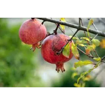 Pomegranate Plant