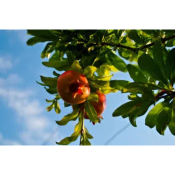 Pomegranate Plant Manufacturer