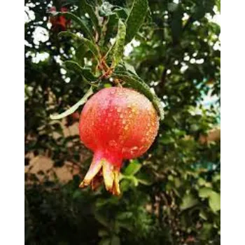 Organic Pomegranate Plant