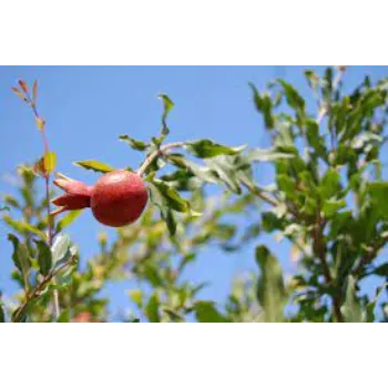 Pomegranate Plant Manufacturer