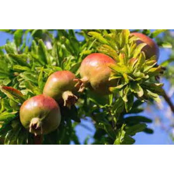 Pomegranate Plant Manufacturer