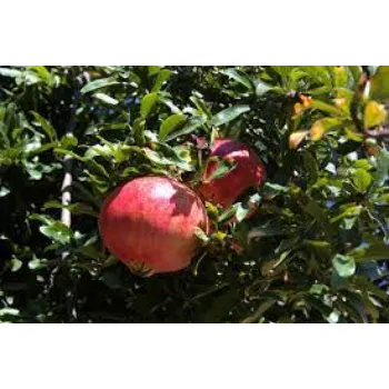 Pomegranate Plant Manufacturer