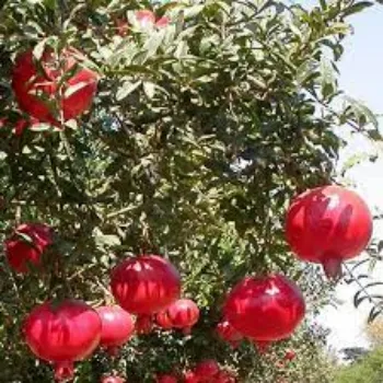 Pomegranate Plant