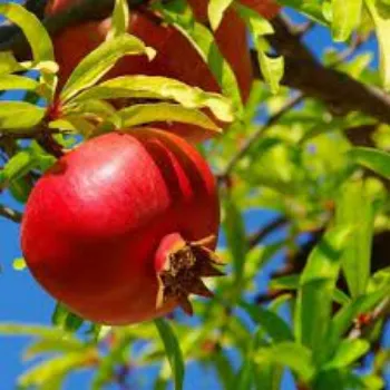 Pomegranate Plant Manufacturer