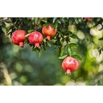 Pomegranate Plant Exporter