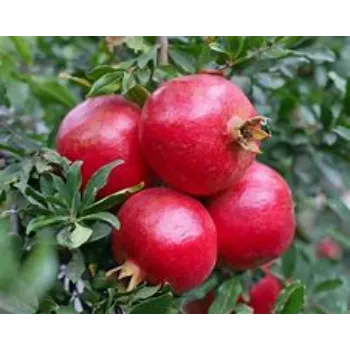 Natural Pomegranate 