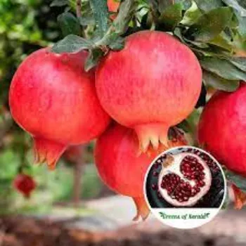 Organic Fresh Pomegranate
