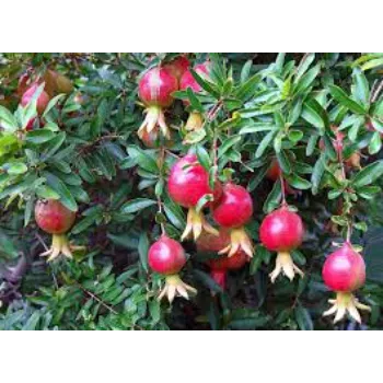 Natural Pomegranate Plant