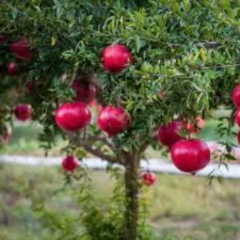 A Grade Pomegranate Plant