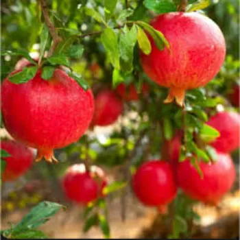 Common   Pomegranate Plant