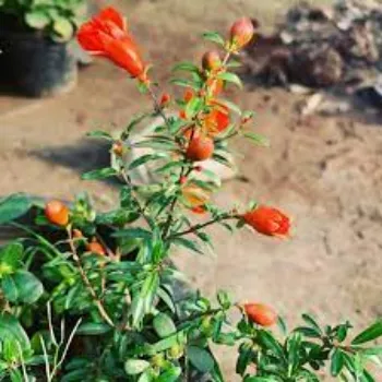 Natural Pomegranate Plant