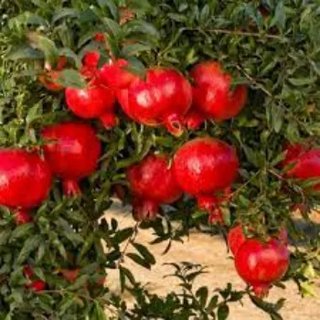 Natural Pomegranate  Plants
