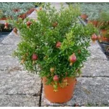 Organic Pomegranate Plants