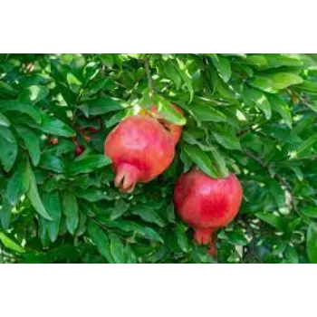 Fresh Pomegranate Plants