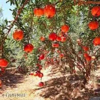 Organic Pomegranate Plants