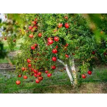Organic Pomegranate Plants