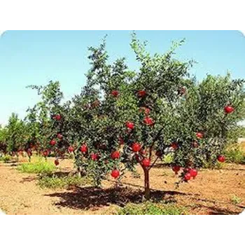 Natural Pomegranate Plants