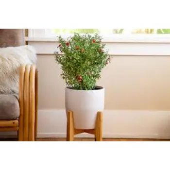 Organic Pomegranate Plant