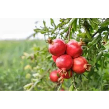 Pomegranate Plant Exporter