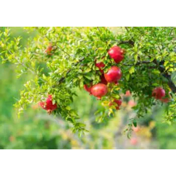Organic Pomegranate Plant Manufacturer