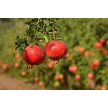 Fresh Pomegranate Plant Manufacturer