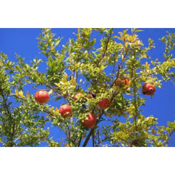 Organic Pomegranate Plant Manufacturer