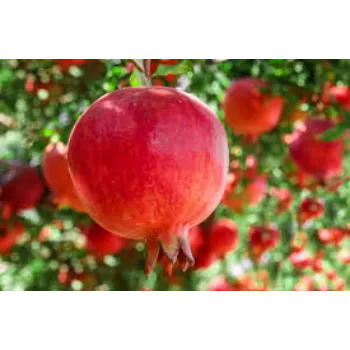 Organic Pomegranate Plant Manufacturer