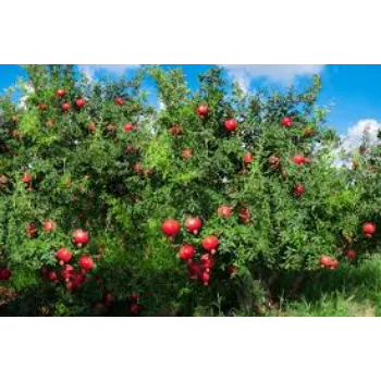 Natural Pomegranate Plant Manufacturer