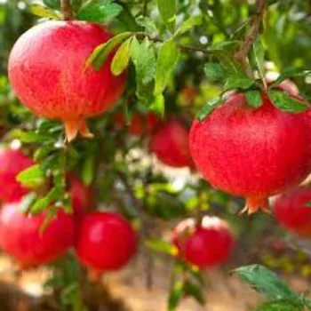 Organic Pomegranate Plant Manufacturer