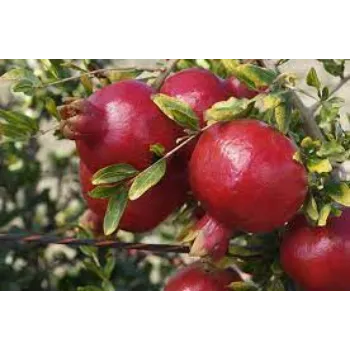 Organic Pomegranate Plants Manufacturer