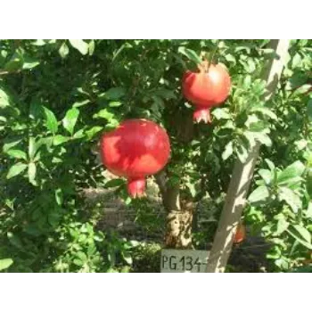 Natural Pomegranate Plants