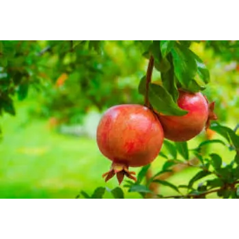 Organic Pomegranate Plants