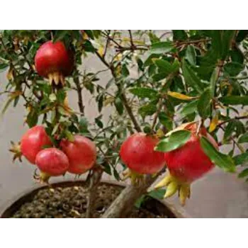 Organic Pomegranate Plants