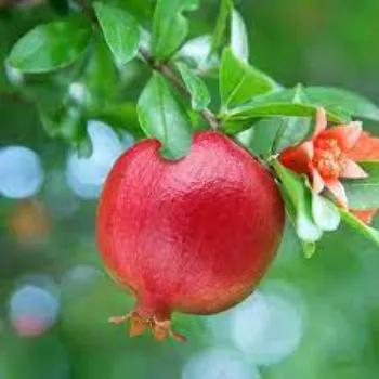 Natural Pomegranate Plants