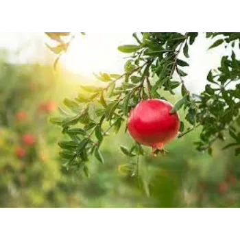 Organic Pomegranate Plants