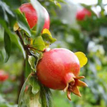 Natural Pomegranate Plants