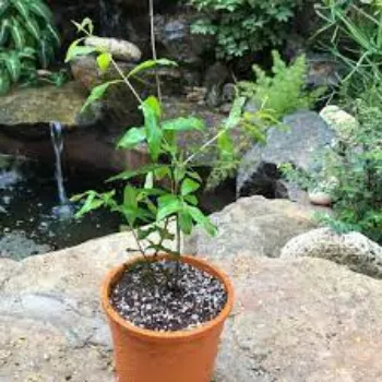 Natural Pomegranate Plants